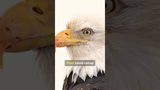 MindBlowing Facts About the Majestic Bald Eagle 🦅 [upl. by Herrington]