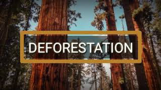 Deforestation Presentation  Causes Effects and Solutions [upl. by Saitam166]