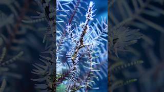 Ghost pipefish in the feather star macro underwater nature scubadiving youtubeshorts bali [upl. by Rowley856]