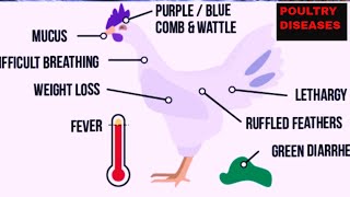 THE 4 MOST DANGEROUSE POULTRY DISEASES IDENTIFICATION AND MANAGEMENT [upl. by Nico804]