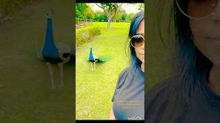 Ye ♥️ maange 🦚💕🫂shorts youtubeshorts viralvideo peacock [upl. by Solracsiul781]