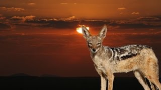 Hunting jackals in Namibia [upl. by Chuck562]