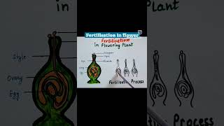 fertilisation in flowering plant science newsession plants class10science [upl. by Yslehc458]