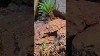 棘皮瘤尾守宮Centralian Rough Knobtailed GeckoTaipei Zoo [upl. by Ahsain]