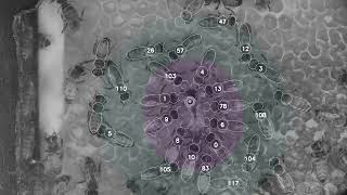 Detection and tracking of honeybee queen court [upl. by Dlnaod]