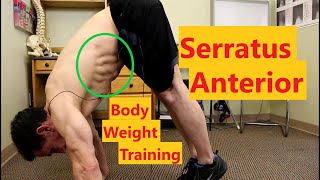 Serratus Anterior Exercises  Bodyweight Exercises [upl. by Anirroc269]