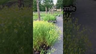 🌿🍵 Harvest the benefits of medicinal herbs in your home garden herbalmedicine herbal [upl. by Ayanej]