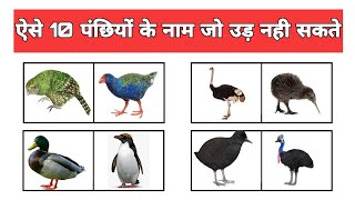 Flightless Bird Name ऐसे 10 पछियों के नाम जो उड़ नही सकते हिंदी मैं [upl. by Nosro]