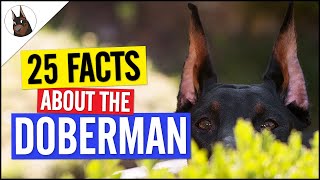 25 FACTS you MUST know about the DOBERMAN [upl. by Gniy]