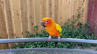 Sun Conure Screaming [upl. by Ailasor]