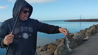 WHAT A CATCH FISHING SPOT PORTARLINGTON PIER VICTORIA AUSTRALIA [upl. by Frederik836]