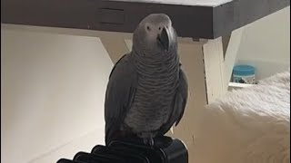 Parrots reaction to opera music 🎵🎵🎵 [upl. by Dnyletak55]