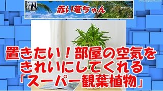 置きたい！部屋の空気をきれいにしてくれる「スーパー観葉植物」7種 [upl. by Ardolino]