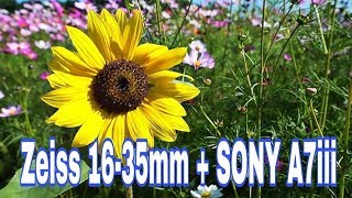 SONY 1635mm VarioTessar T FE F4 ZA OSS WITH SONY A7iii  Auto Focus Test [upl. by Nnayr]