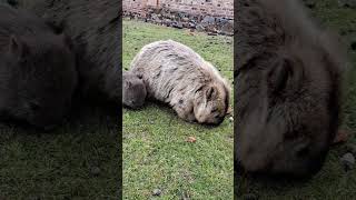 Baby wombat eating grass Have you ever seen anything cuter babyanimals wildlife cute [upl. by Lustick]