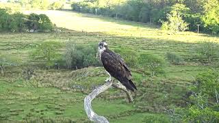 Bywyd Gwyllt Glaslyn Wildlife  Ffrwd Byw  Live Stream [upl. by Liba630]