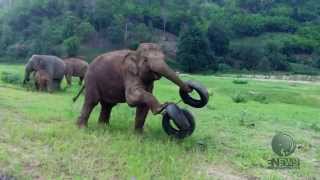 Pharrell Williams  Happy  Happy animals  ElephantNews [upl. by Eicam]