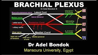 Brachial Plexus Dr Adel Bondok [upl. by Beaulieu]