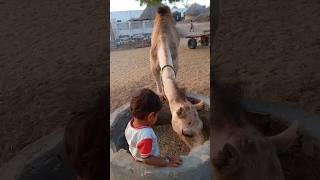 camel eat The grass and kids love trust shorts viralshorts [upl. by Erelia]