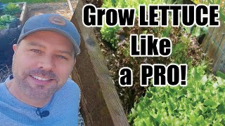 How to Grow Lettuce  Seed to Harvest  Complete Growing Guide [upl. by Horbal]