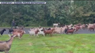 Across America Goats on the loose  FOX 5 News [upl. by Alyahs344]