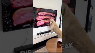 When your dog thinks the bacon on TV is real 😂 [upl. by Elledoj]