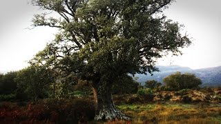 Botánica Encina Quercus Ilex [upl. by Aneleve]