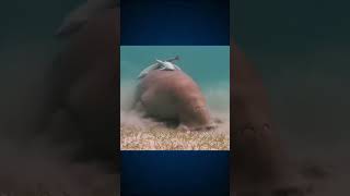 conheça o DUGONGO dugong oceano animaismarinhos curiosidades mundoanimal amizadeanimal [upl. by Oker]