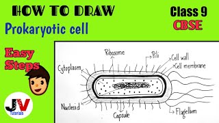 Prokaryotic cell diagram class 9how to draw a prokaryotic cellCBSE [upl. by Ahkeber]