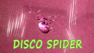 Disco Spider  Orb Weaver Spins Her Web [upl. by Yve431]