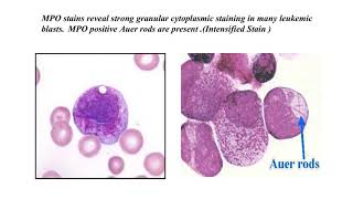 histochemical and cytochemical techniques DMLT2 [upl. by Adria93]