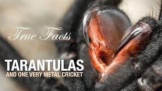 True Facts Tarantulas [upl. by Ennairrek]