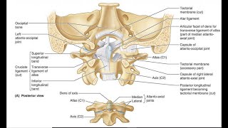 Articulación Atlantoaxial media [upl. by Iznik615]