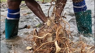 Life as a GROG FARMER  Washing amp drying kava roots 🇫🇯drinking GREEN Yaqona FIJI VILLAGE LIFE [upl. by Nerahs710]