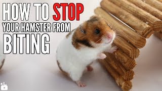 How to STOP your hamster from biting [upl. by Lainey862]