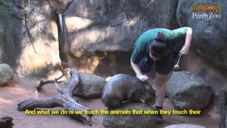 Wombat Training at Perth Zoo [upl. by Josephina1]