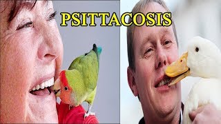 Psittacosis  including symptoms treatment and prevention [upl. by Nnairret794]