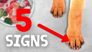 5 Signs Your Pet Might Have A Nutrient Deficiency [upl. by Yeoz]