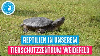 Reptilien in unserem Tierschutzzentrum Weidefeld [upl. by Magdaia]