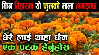 सयपत्रि फुल किन तिहारमा नभै हुदैन  Sayepatriful Ko Tharma Bisesta  Marigold Farming Karki Binod [upl. by Ylaek]