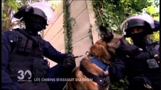 Les chiens du GIGN [upl. by Aehsat]