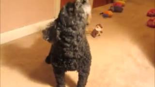 CUTE Toy Poodle Howls [upl. by Hsiekal]