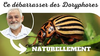 Comment se débarrasser naturellement des doryphores [upl. by Jung]