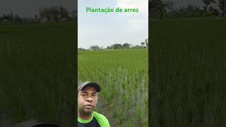 cultivo de arroz produtividadenocampo shortsviral [upl. by Brightman]