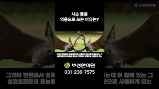 사슴 뿔을 약용으로 쓰는 이유는 [upl. by Igal2]