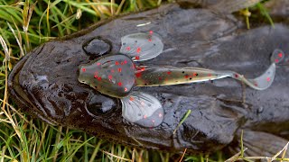 Catching Flathead On Flathead Lures [upl. by Alur960]