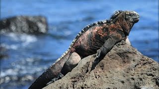 Unveiling the top 5 COOLEST ANIMALS from the Galápagos [upl. by Nivloc]