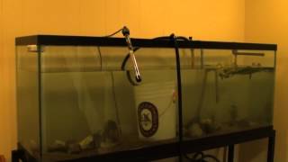 150 Gallon Aquarium Setup  Time Lapse Video [upl. by Dutch]