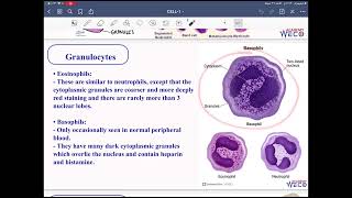 Pathology WBC 1 [upl. by Nelia877]