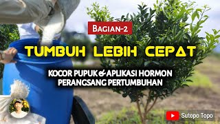 MEMPERCEPAT PERTUMBUHAN JERUK DENGAN KOCOR PUPUK amp HORMON TUMBUH ZPT [upl. by Arin393]